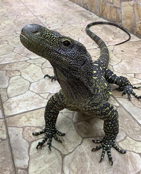 Crocodile Monitor