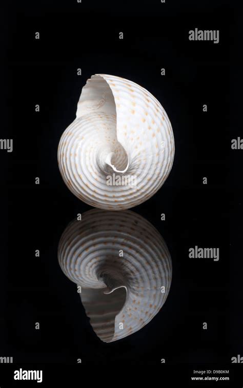 tonna  res stock photography  images alamy