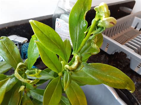 Daphne With Curling Leaves — Bbc Gardeners World Magazine