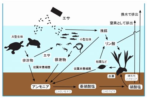 熱帯魚・観賞魚まとめ－おすすめの種類・飼育方法・用品 Aquaturtlium