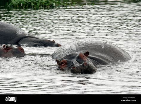 Hippos Hippopotamus Amphibius Resting In Water Ngorongoro Crater