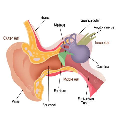 Ear Anatomy Png Image Educational Illustration Of Medical Anatomy Of