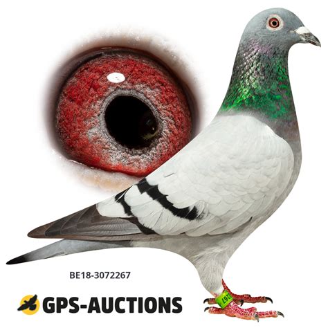 Mix Of Top Pigeons GPS Auctions