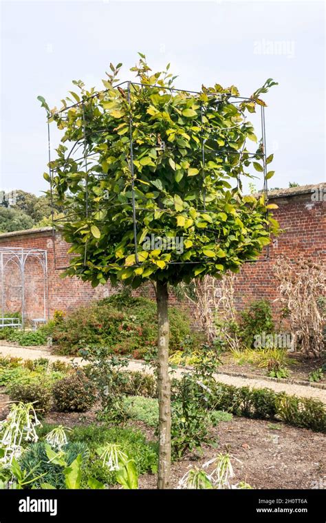 Hornbeam Carpinus Betulus Banque De Photographies Et D’images à Haute Résolution Alamy