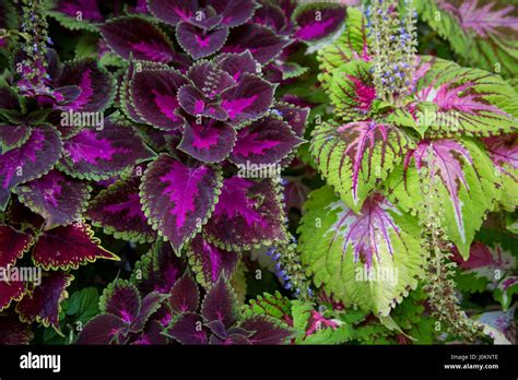 Coloridas Hojas De Coleus Plantas Plectranthus Scutellarioides Coleus