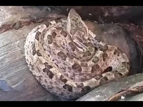 Angry Hump Nosed Viper Sri Lankan Snakes Polon Thelissa Kunakatuwa