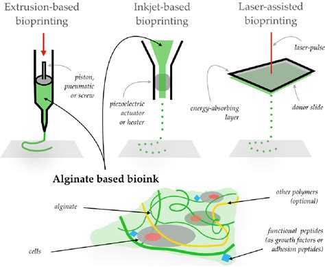 Figure 1 From Applications Of Alginate Based Bioinks In 3d Bioprinting