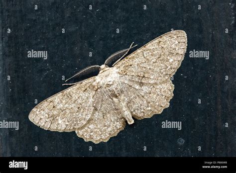 Pale Oak Beauty Moth Hi Res Stock Photography And Images Alamy