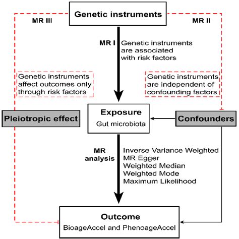 Overview Of The Design And Methods Used In This Mendelian Randomization