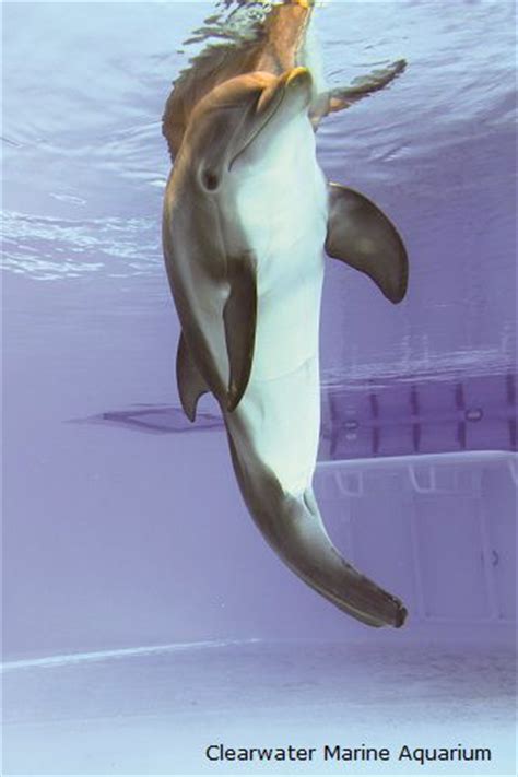 Winter The Bottlenose Dolphin