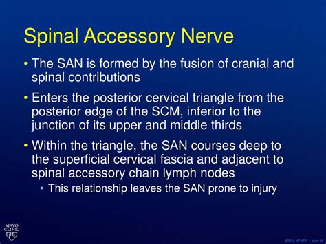 The Role Of Ultrasound In Surgical Decision Making For Iatrogenic Spinal Accessory Nerve