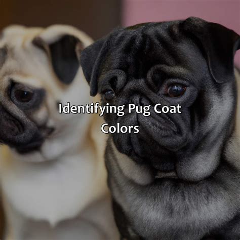 What Color Are Pugs Branding Mates