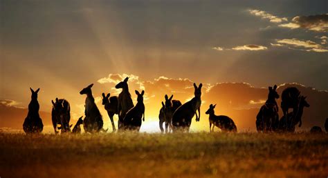 Kangaroo Australia wallpaper | animals | Wallpaper Better