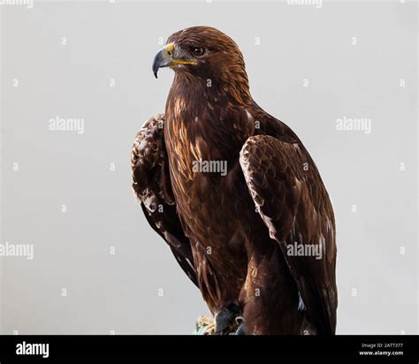 golden eagle  grey background stock photo alamy