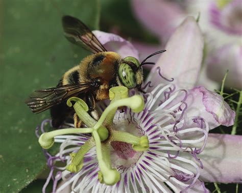 Southern Carpenter Bee Xylocopa Micans Julie In Nature Flickr