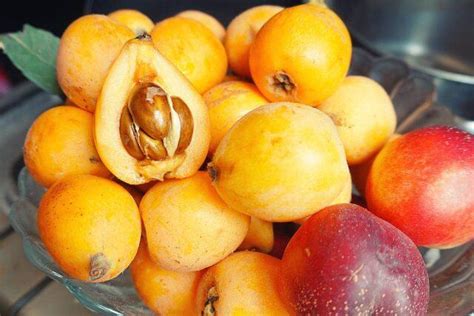 Medlar: description, varieties, varieties, when and how it blooms ...