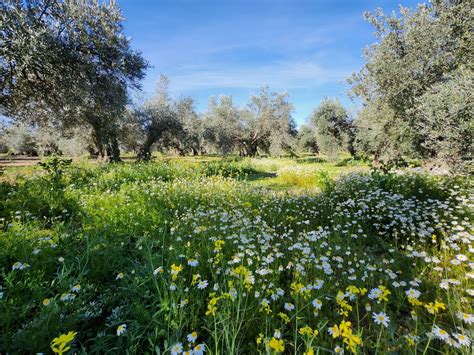 Agricultura De Conservaci N Para Restaurar La Naturaleza Grandes Cultivos