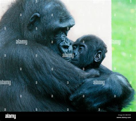 Female Western Lowland Gorilla hugging baby Stock Photo - Alamy