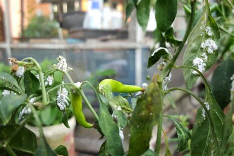 foto  mengendalikan kutu putih tanaman cabai