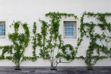 Olive Grove With A View Ghezzi Garden Design