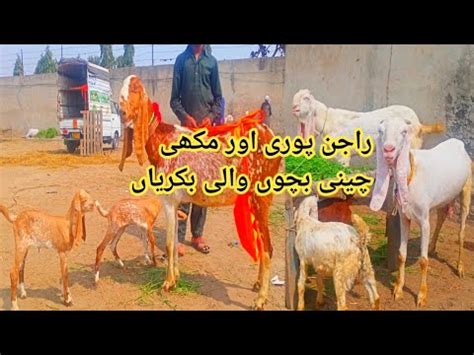 Update Lahore Bakra Mandi Shahpur Kanjra Desi Bakriyan Makhi Cheeni