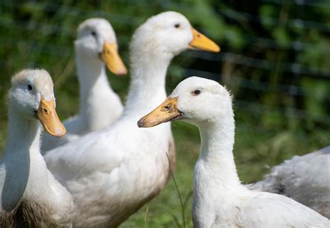 Fakten Ber Enten Vier Pfoten Stiftung F R Tierschutz In Deutschland