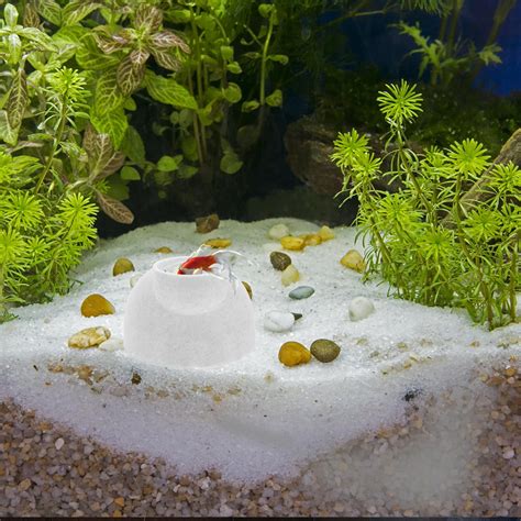 best shrimp hiding fast 7