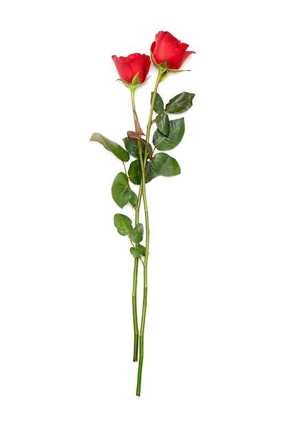 Premium Photo Two Red Rose On White Background