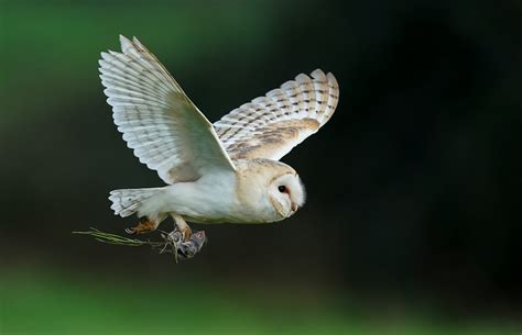 Barn Owl - Dynamic Dunescapes