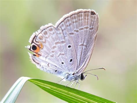 Inseto Borboleta Entomologia Foto Gratuita No Pixabay Pixabay