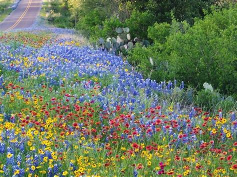 Explore Texas Hill Country Spring Wildflowers Go Rv Rentals