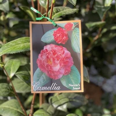 Camellia Nuccios Jewel Mm Heynes