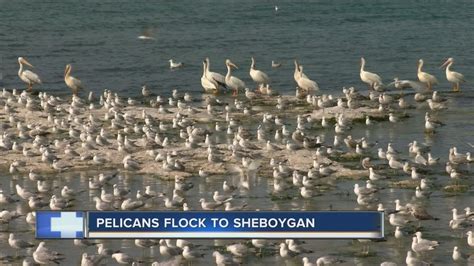 Pelicans Flock To Sheboygan Lakefont Youtube