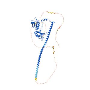 Nono Gene Genecards Nono Protein Nono Antibody