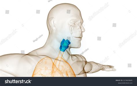 Human Respiratory System Larynx Pharynx Anatomy Stock Illustration