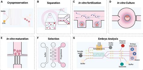 Microfluidics Models For Gametes And Embryo Handling And Analysis In