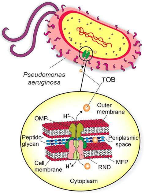 Pseudomonas Bacteria