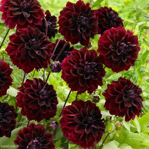 Dahlia Dark Fubuki Pack Of Three