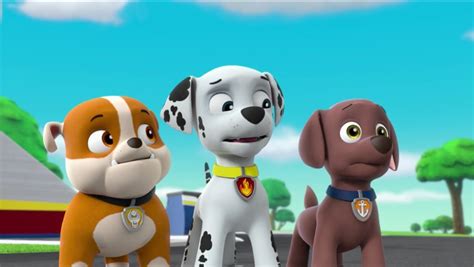 Marshallgallerypups Save The Paw Patroller Paw Patrol Wiki Fandom