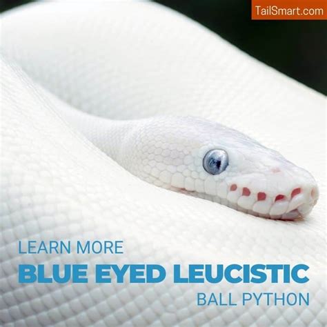 Blue Eyed Leucistic Ball Python