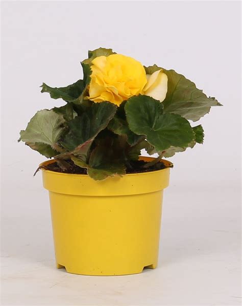 Begonia Go Go Yellow Plant Wholesale Floraccess