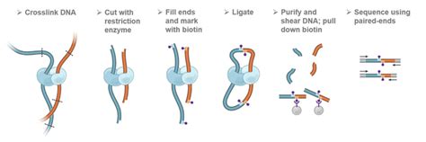 Hi C Sequencing Chromosome Conformation Capture Epigenetics