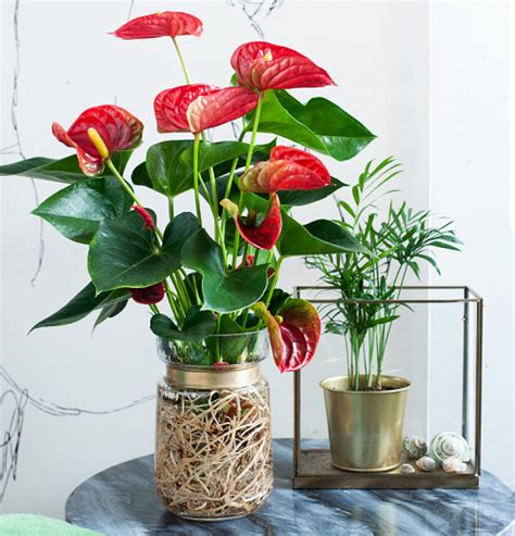 Anthurium Plant Care How To Take Care Of Anthurium