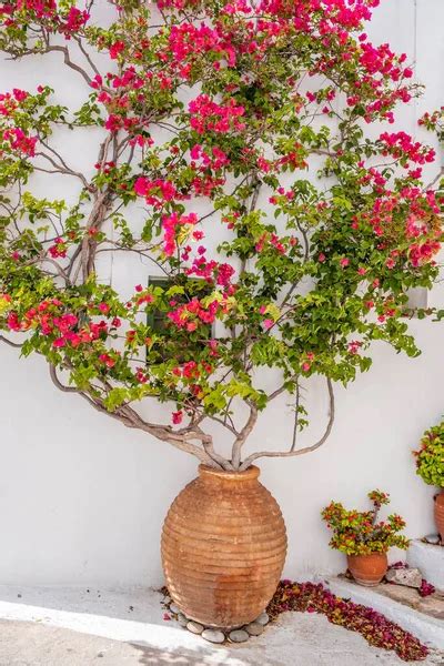 Bougainvillea Plant In Pots