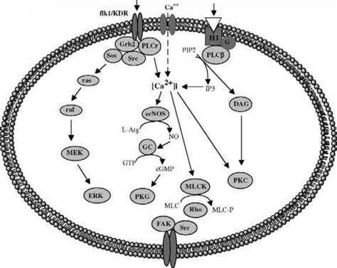 Myosin Light Chain Kinase MLCK - Endothelial Cells