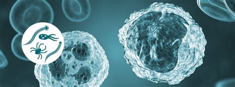 Uke Research Unit 5068 Sex Specific Responses Of Monocytes To Infectious Challenges