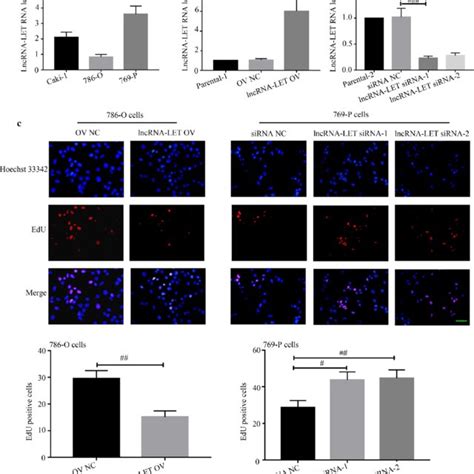 Effect Of Lncrna Let On Cytochrome C Translocation In Ccrcc Cells A B