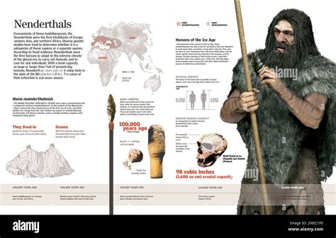 Infografik Der Homo Neanderthalensis Oder Neandertaler Ihre