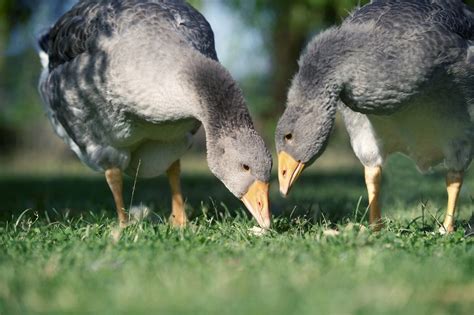 Grippe Aviaire Nouvelle Contamination Dans La Meuse Une Zone De