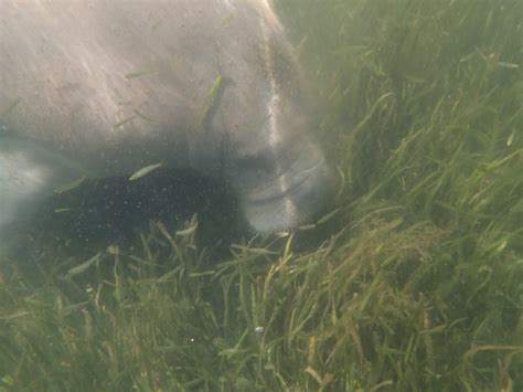 Snorkeling with Manatees in Crystal River | Snorkeling in Florida